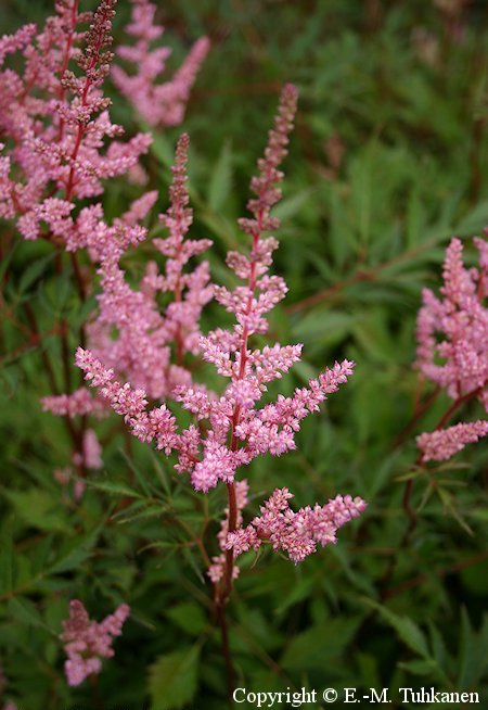 Astilbe Arendsii-Ryhm 'Niinivaara'